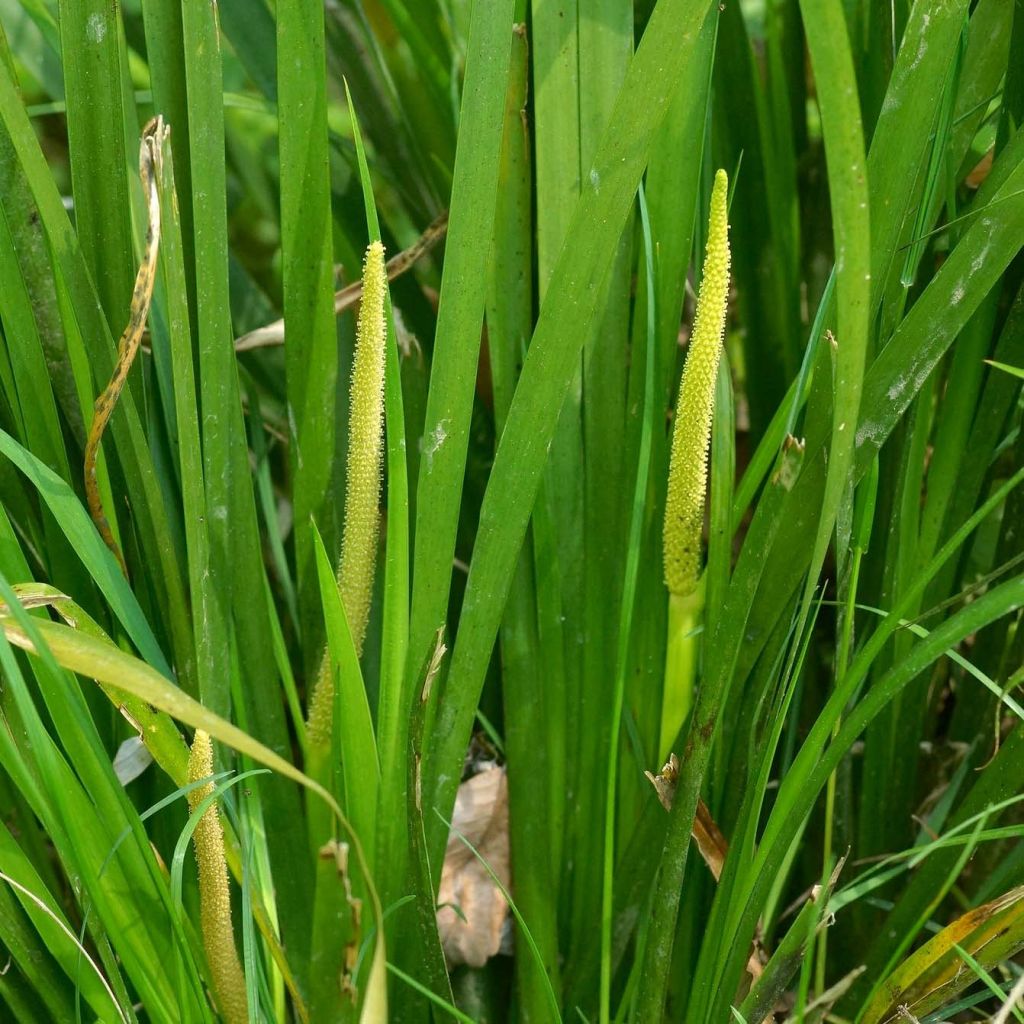 Acorus gramineus