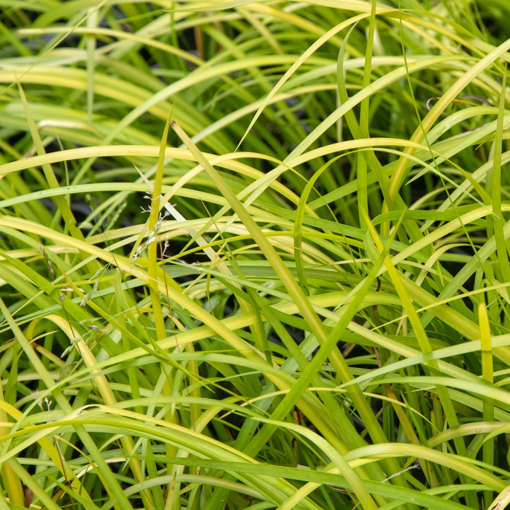Acorus gramineus