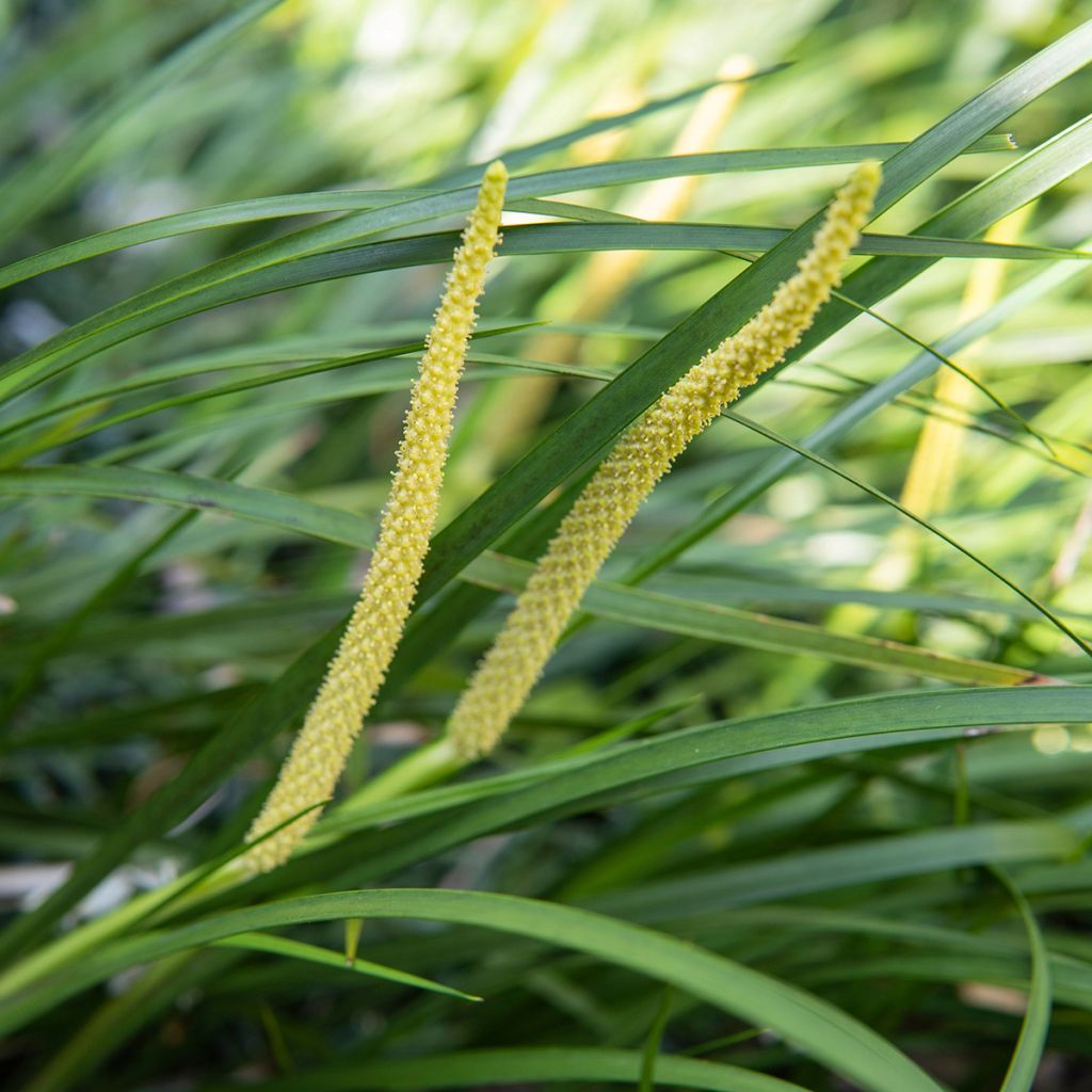 Acorus gramineus