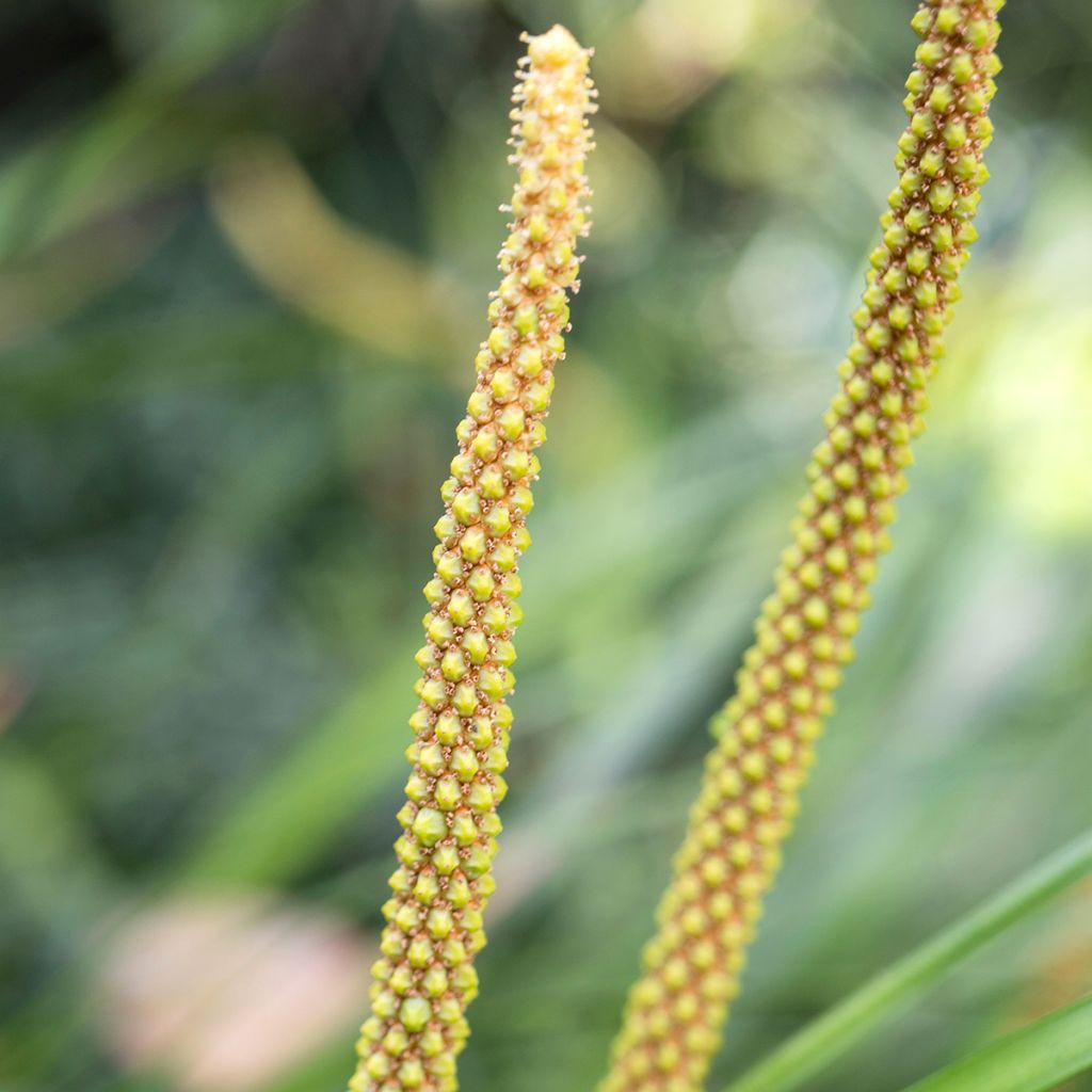 Acorus gramineus Licorice - Jonc japonais
