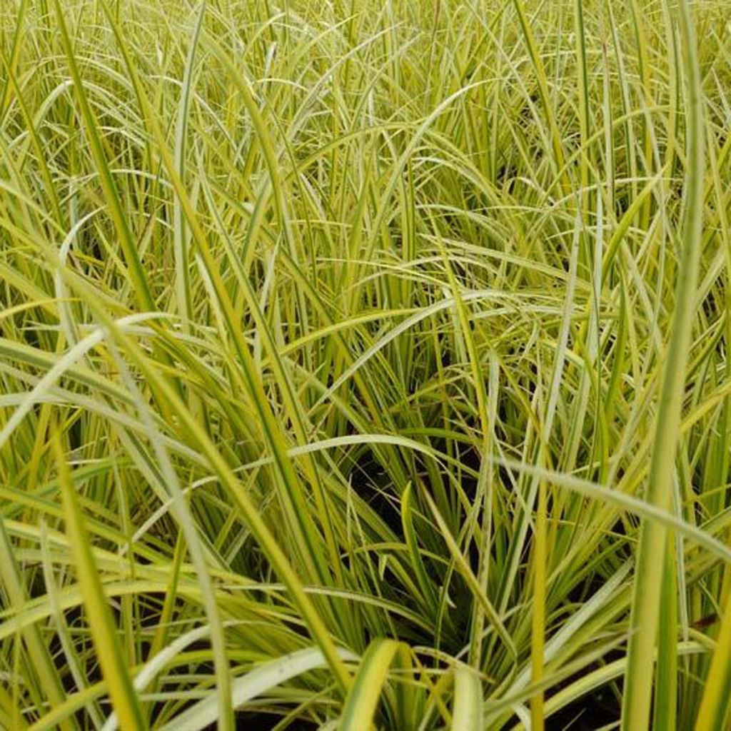 Acorus gramineus Ogon - Variegated Japanese Sweet Flag