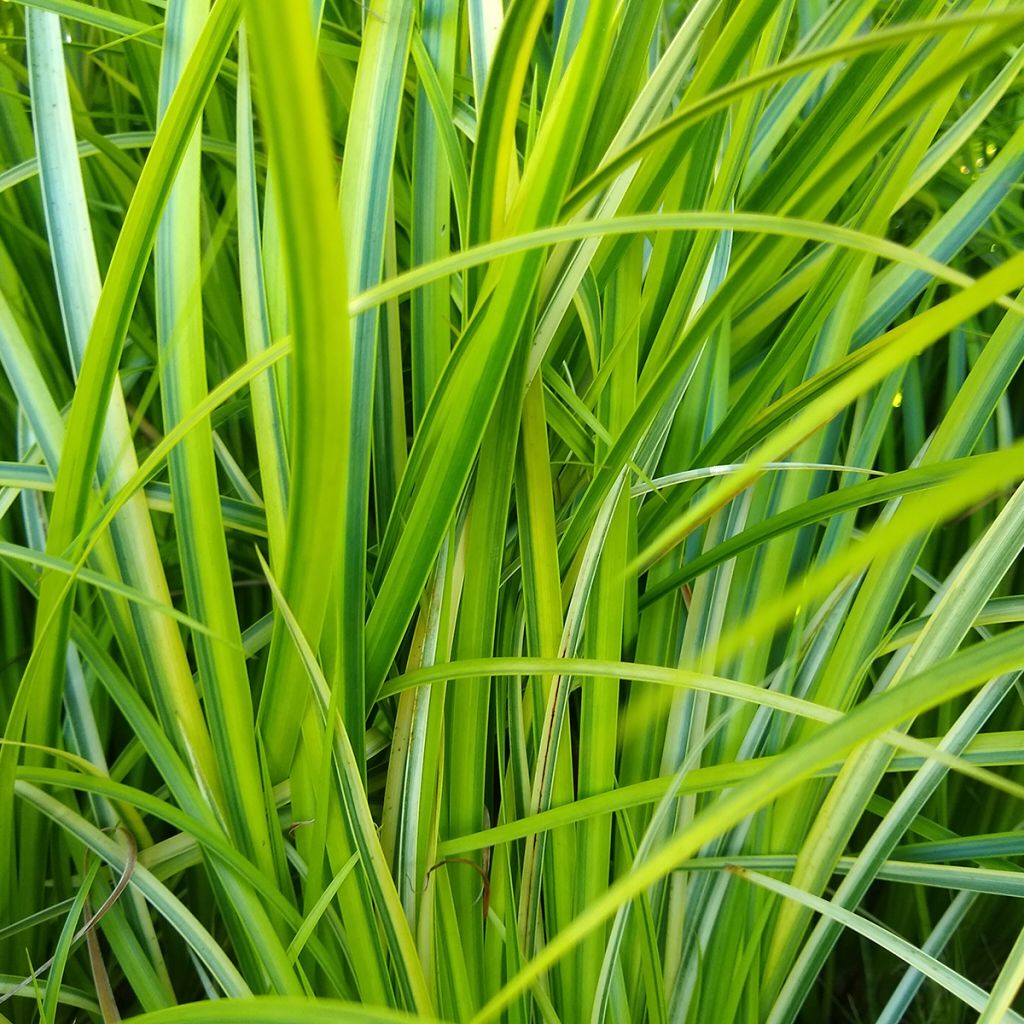 Acorus gramineus Ogon - Variegated Japanese Sweet Flag