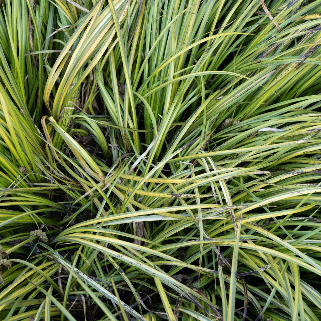 Acorus gramineus Ogon - Variegated Japanese Sweet Flag