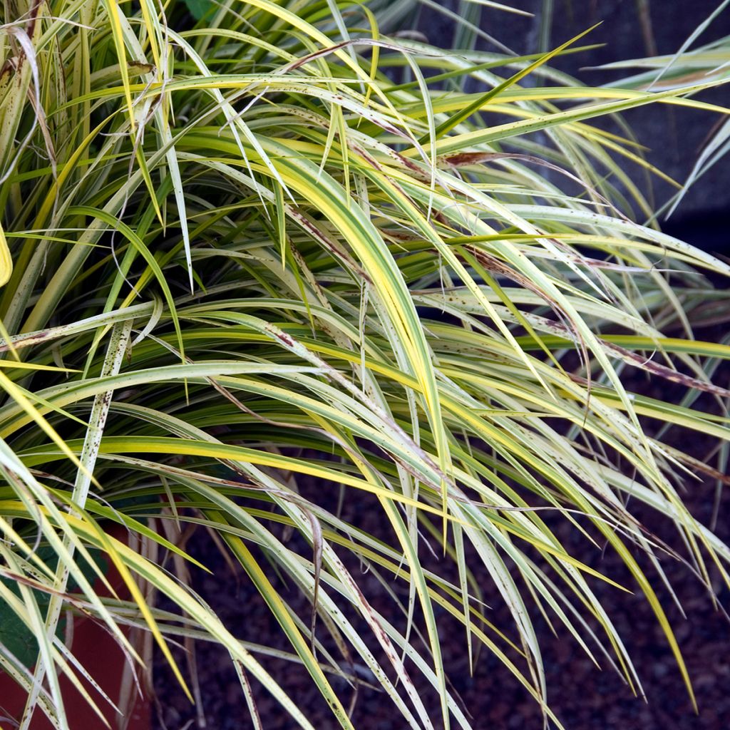 Acorus gramineus Ogon - Variegated Japanese Sweet Flag