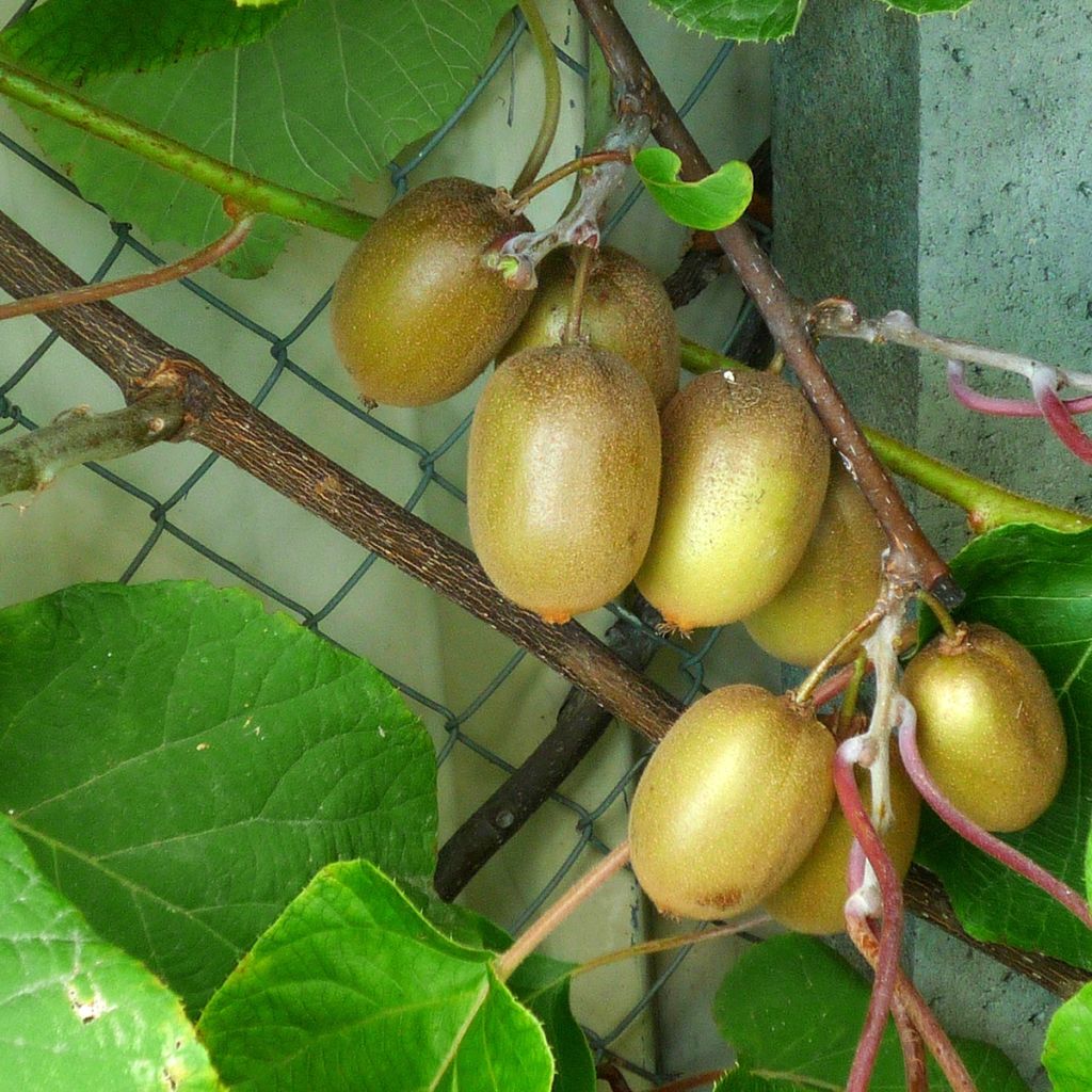 Kiwi Plant Hayward (female) - Actinidia deliciosa