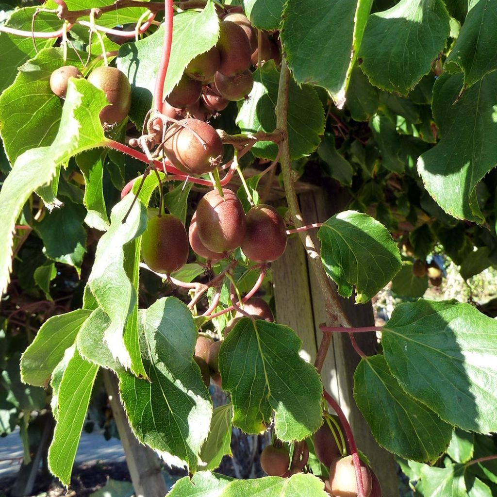 Hardy Kiwi Purpurea (female) - Actinidia arguta