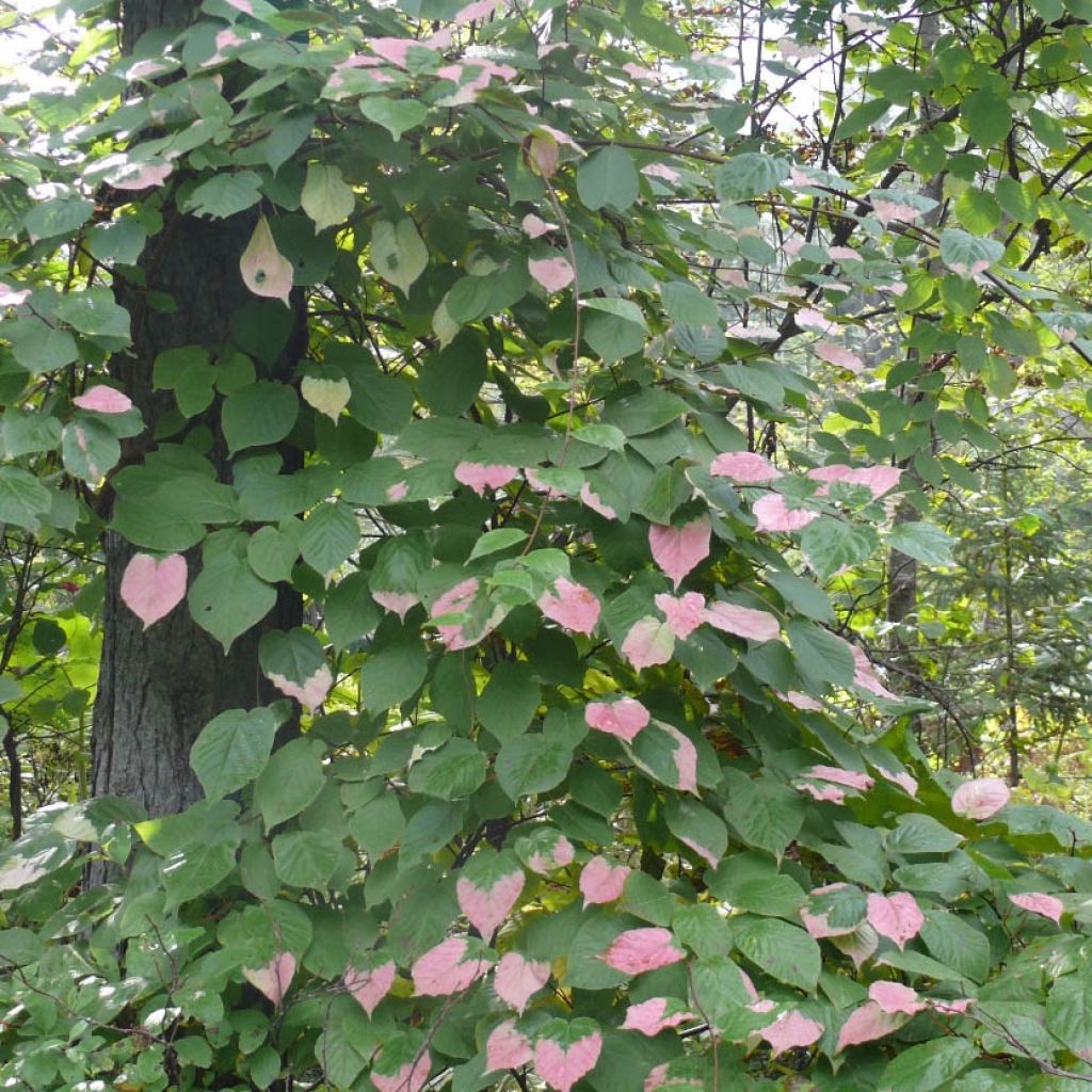 Actinidia kolomikta Adam