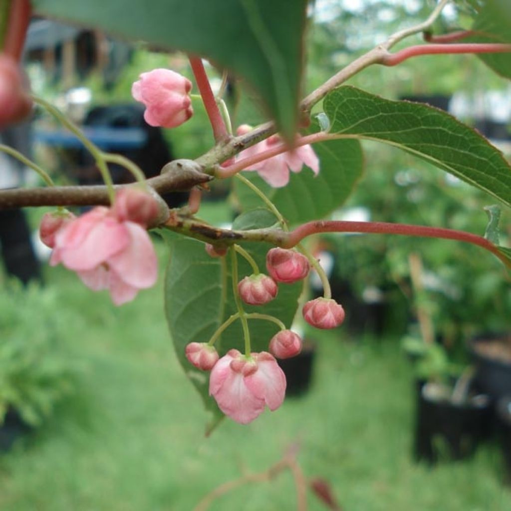 Actinidia pilosula
