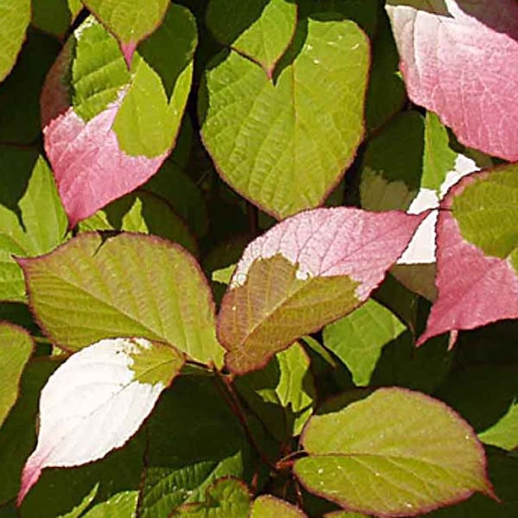 Actinidia kolomikta 