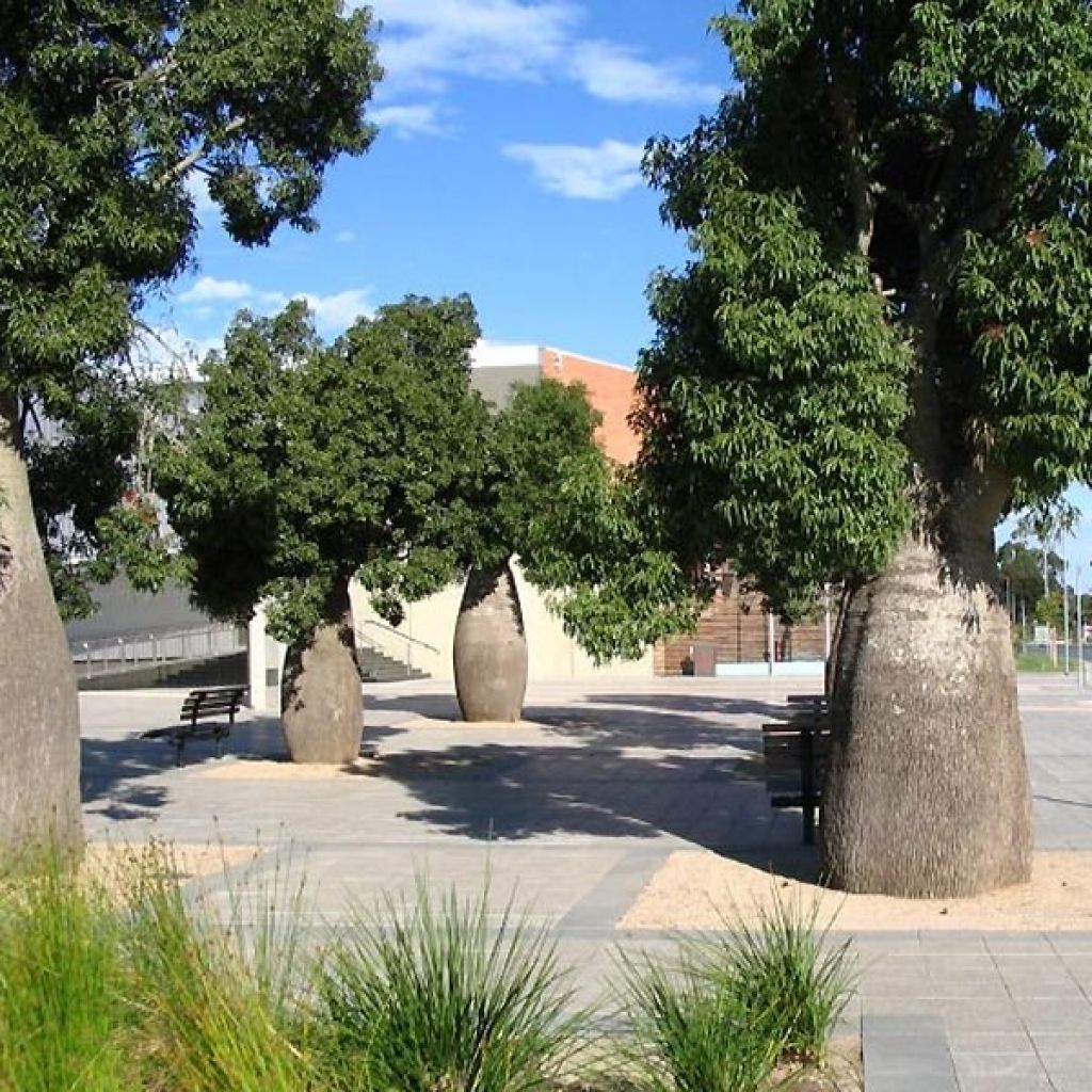 Adansonia gregorii - Boab