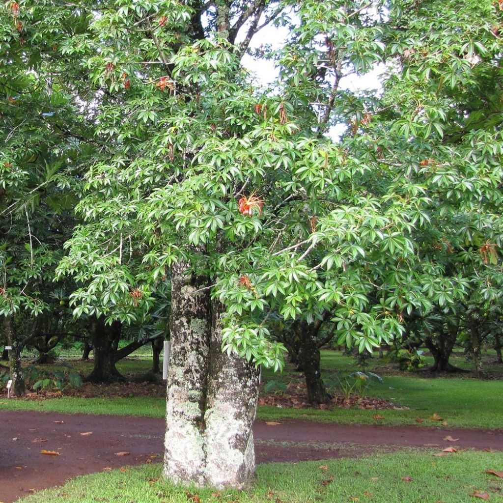 Adansonia madagascariensis - Madagascar baobab