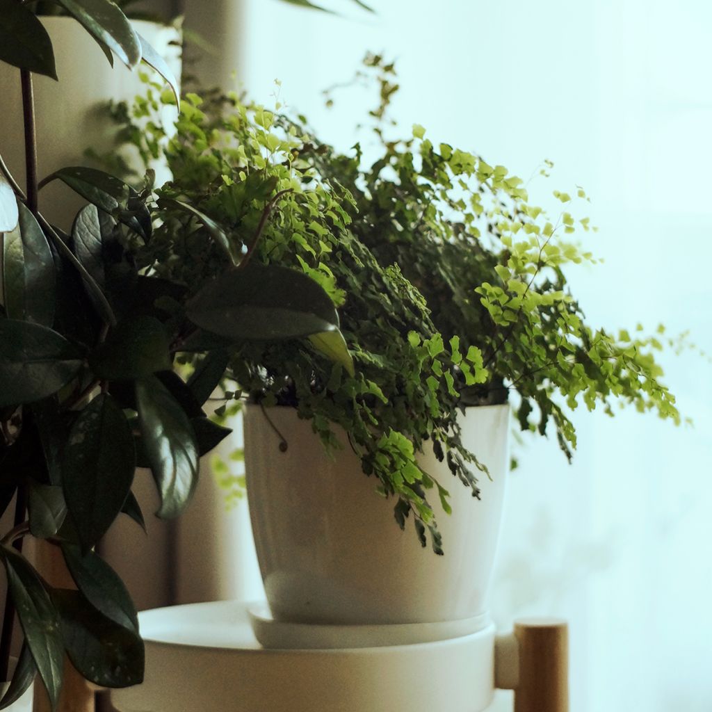 Adiantum raddianum 'Fritz Lüthi' - Capillaire radiée Fritz Lüthi, Capillaire radiée Fritz-Luth