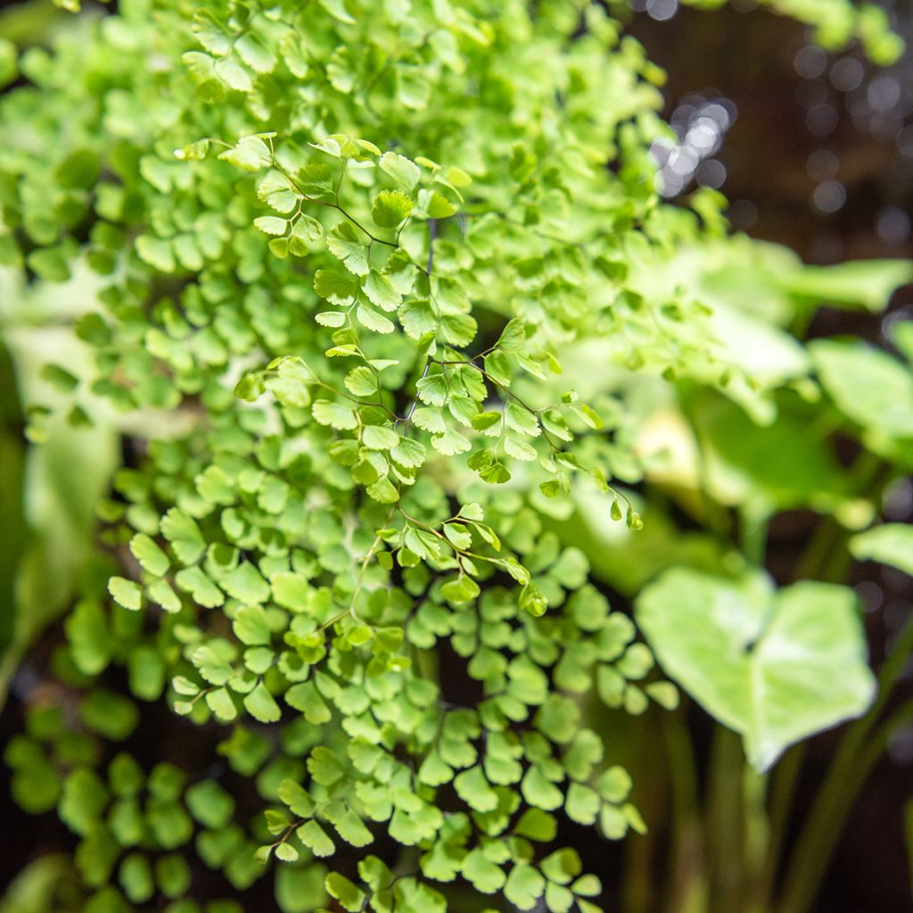 Adiantum raddianum 'Fritz Lüthi' - Capillaire radiée Fritz Lüthi, Capillaire radiée Fritz-Luth