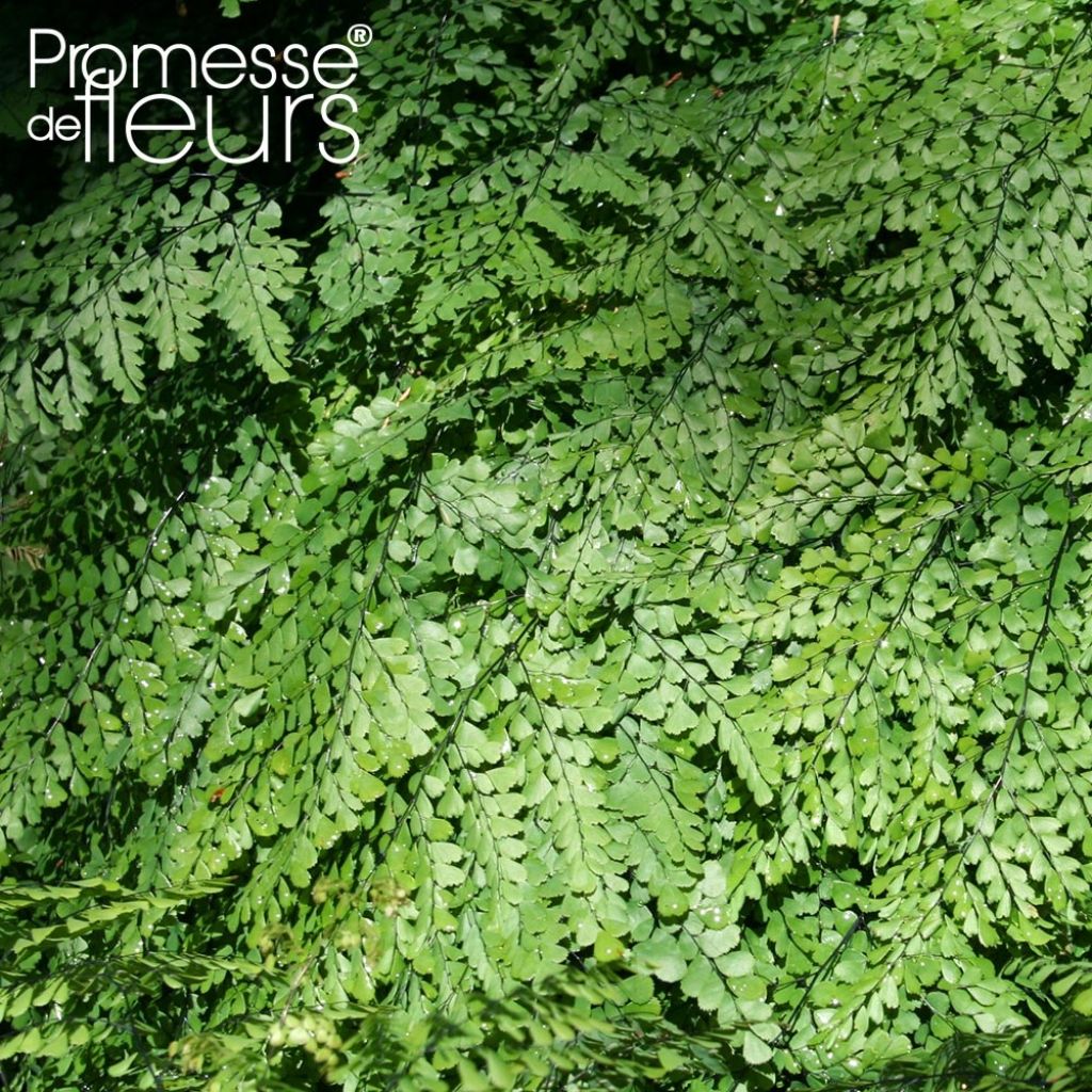 Adiantum venustum