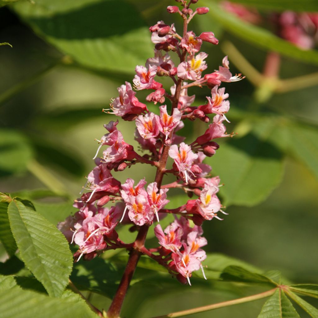 Aesculus x bushii - Bush's Horse Chestnut