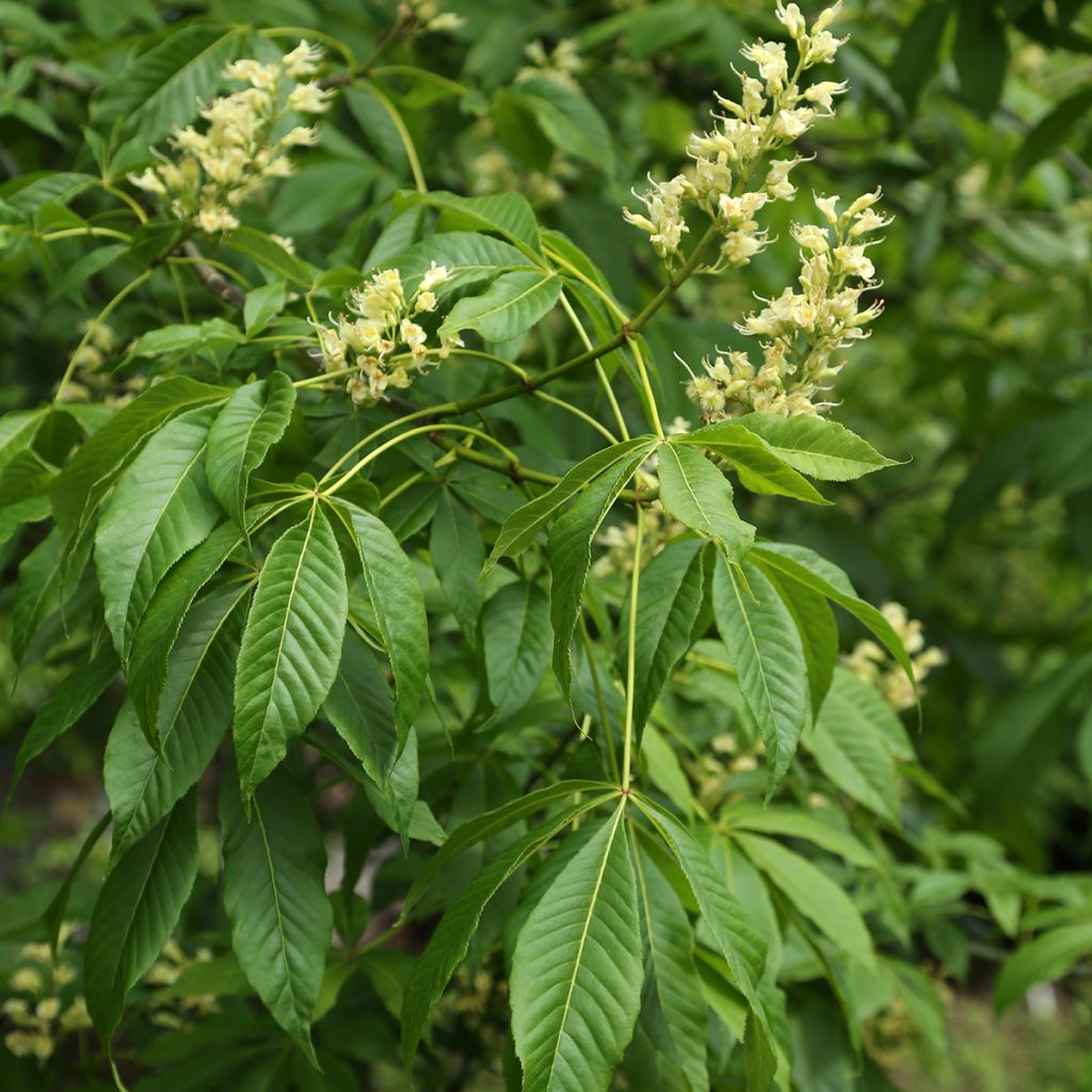 Aesculus glabra var. arguta  - Ohio buckeye