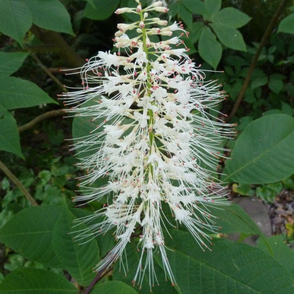 Aesculus parviflora