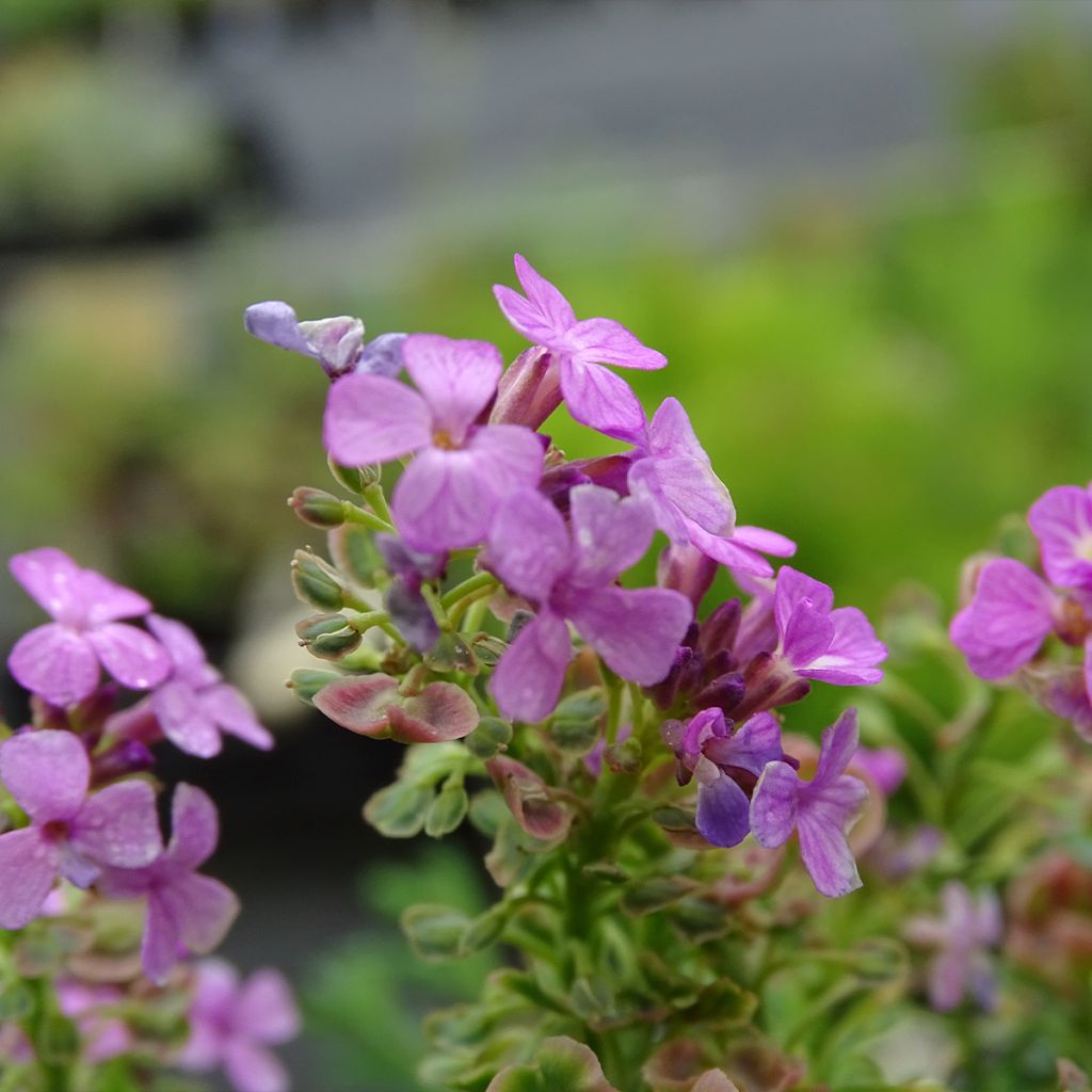 Aethionema armenum Warley Rose