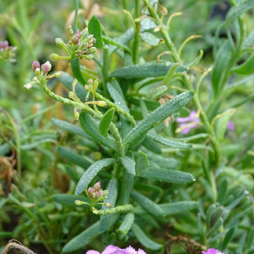 Aethionema armenum Warley Rose