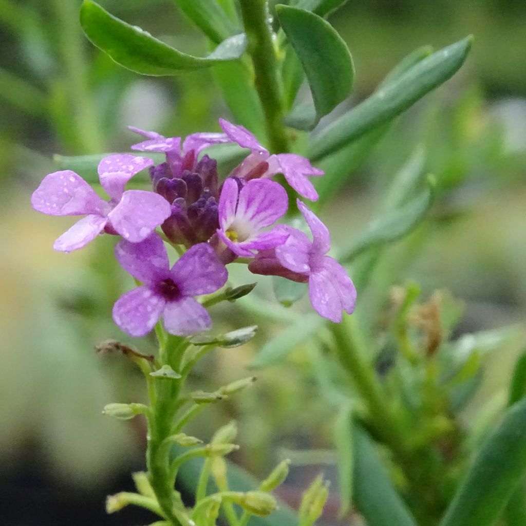 Aethionema armenum Warley Rose