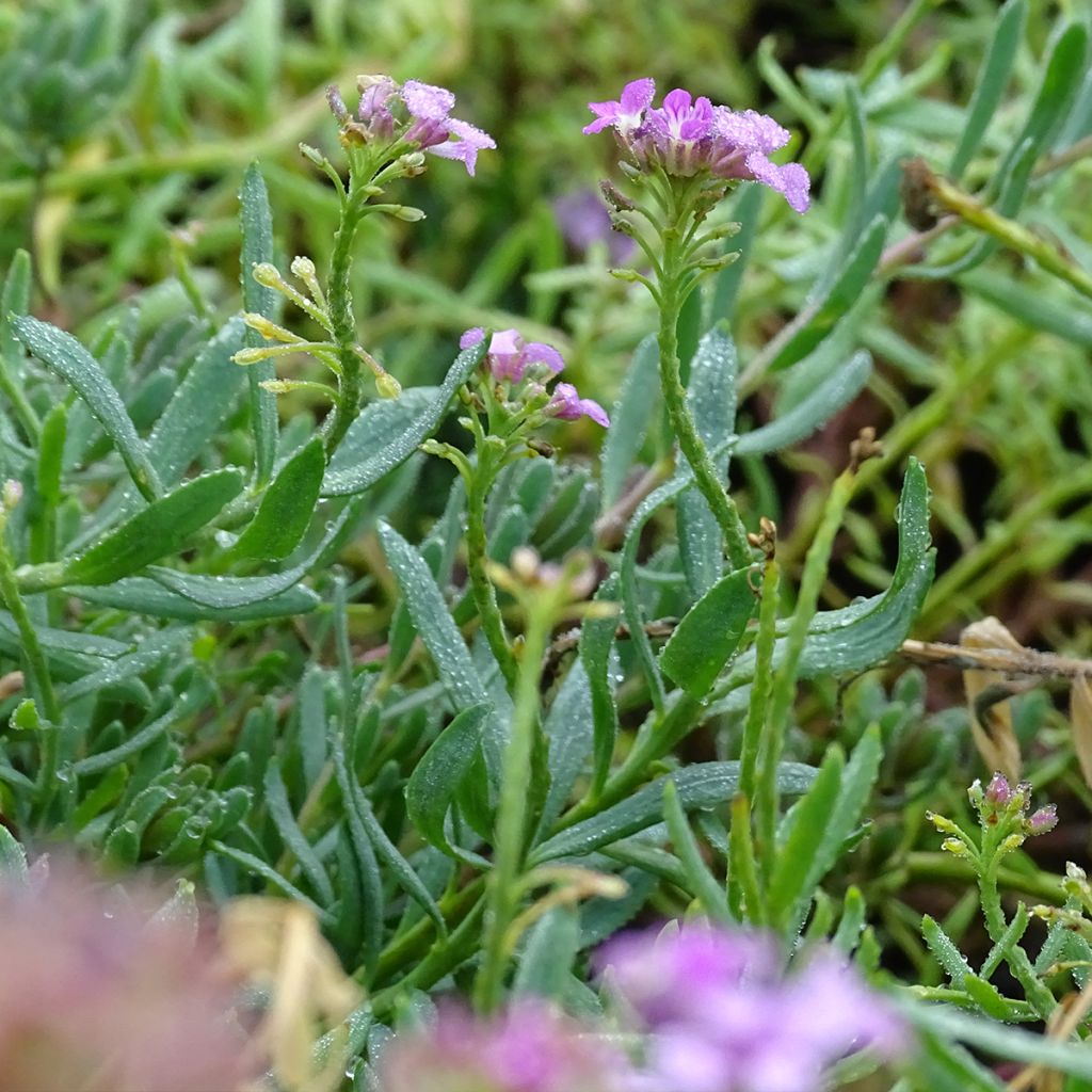 Aethionema armenum Warley Rose