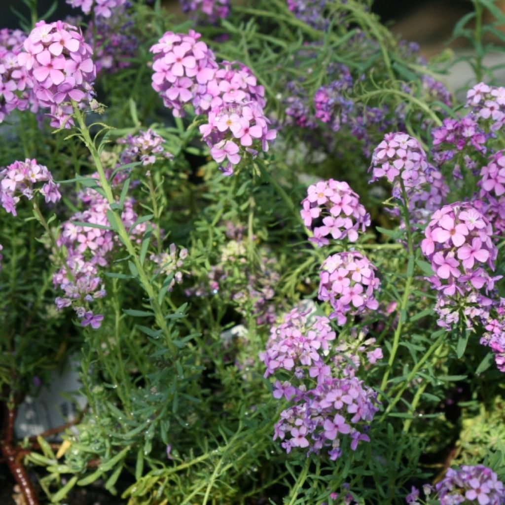 Aethionema armenum Warley Rose