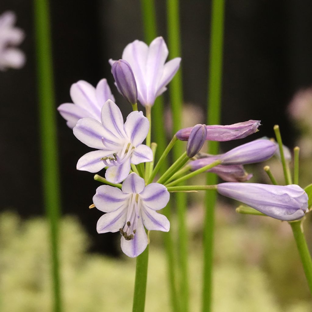 Agapanthus Blue Baby - African lily