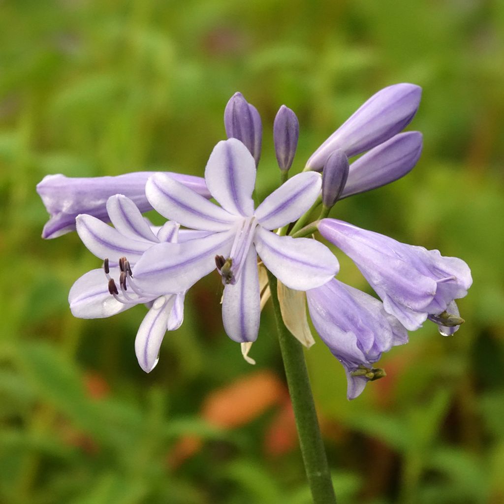 Agapanthus Blue Baby - African lily