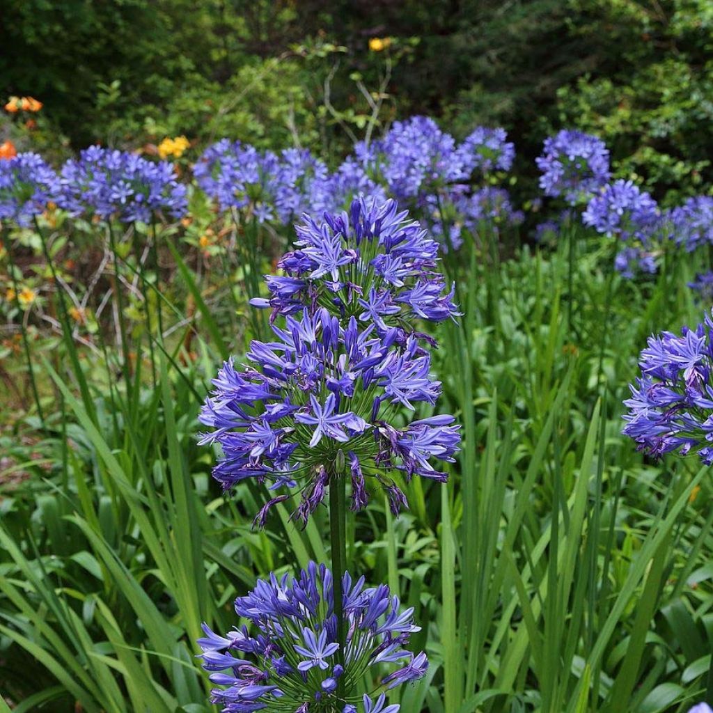 Agapanthus Blue Storm