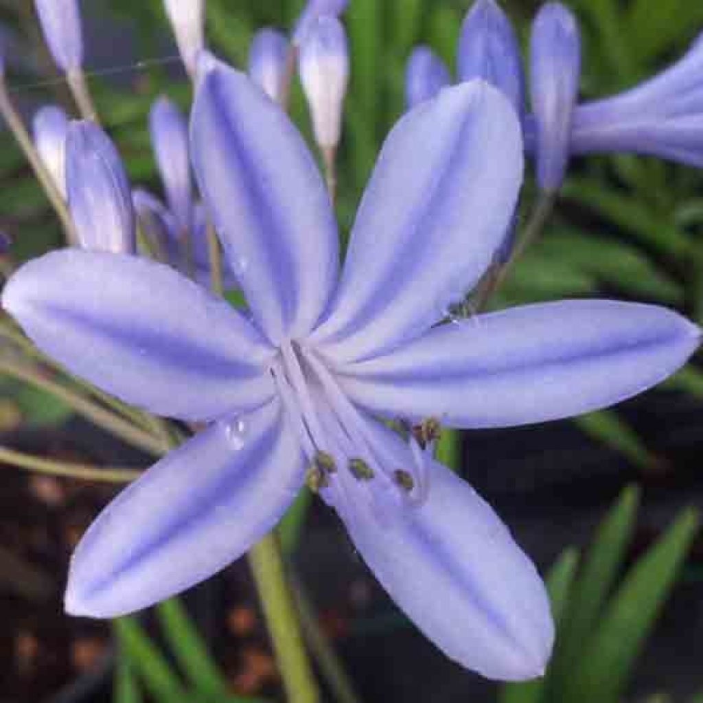 Agapanthus Dokter Brouwer