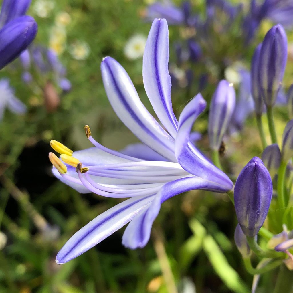 Agapanthus Charlotte