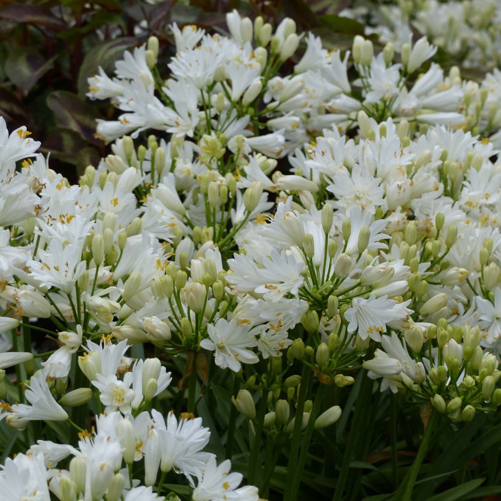 Double Diamond Agapanthus