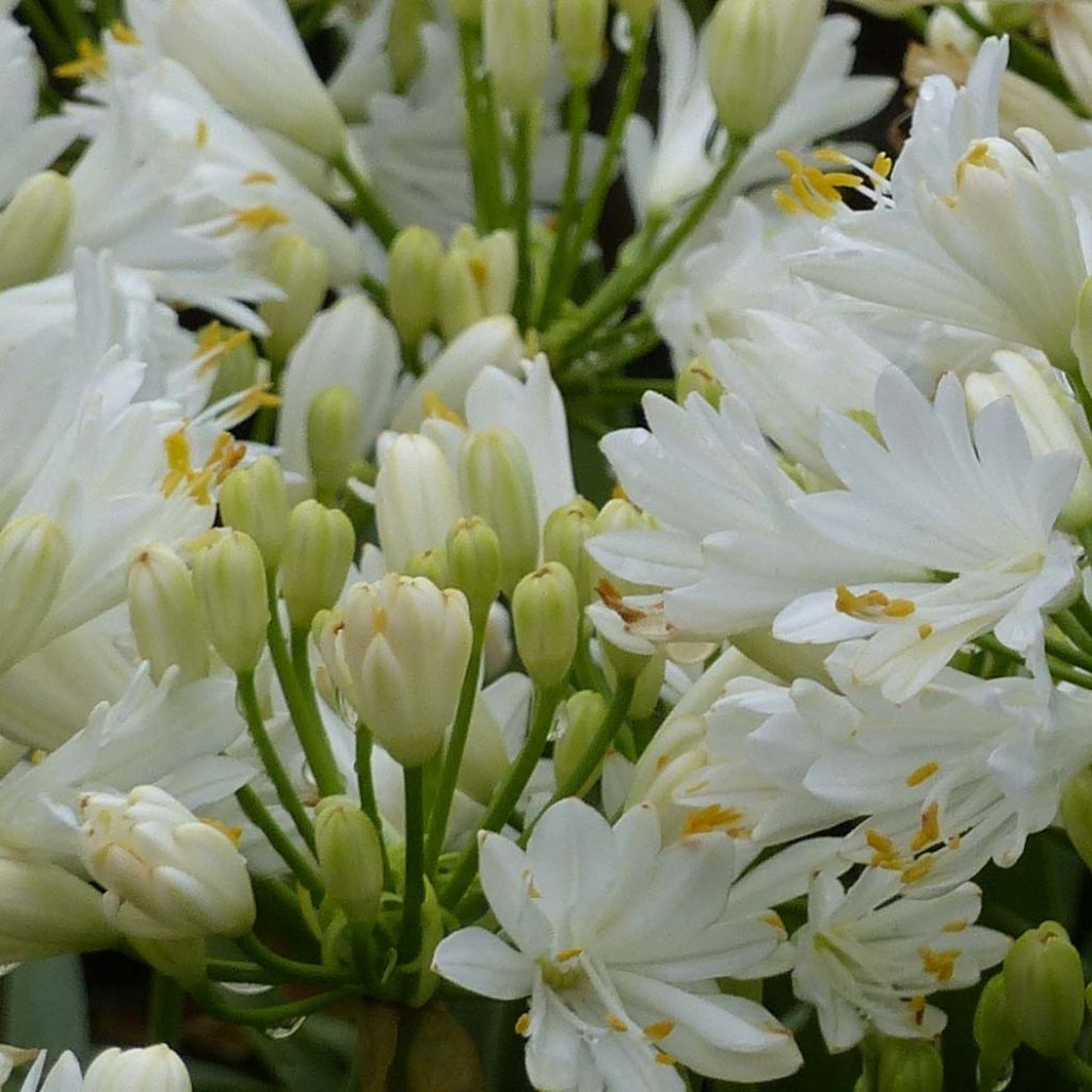 Double Diamond Agapanthus