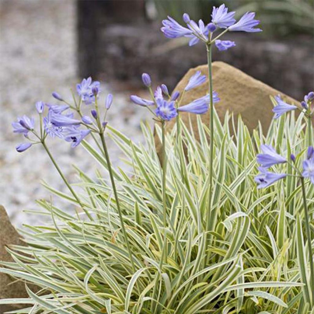 Agapanthus Golden Drop