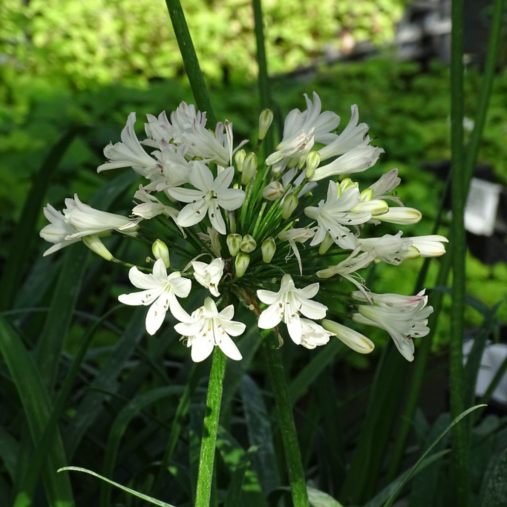 Agapanthus Graphite White