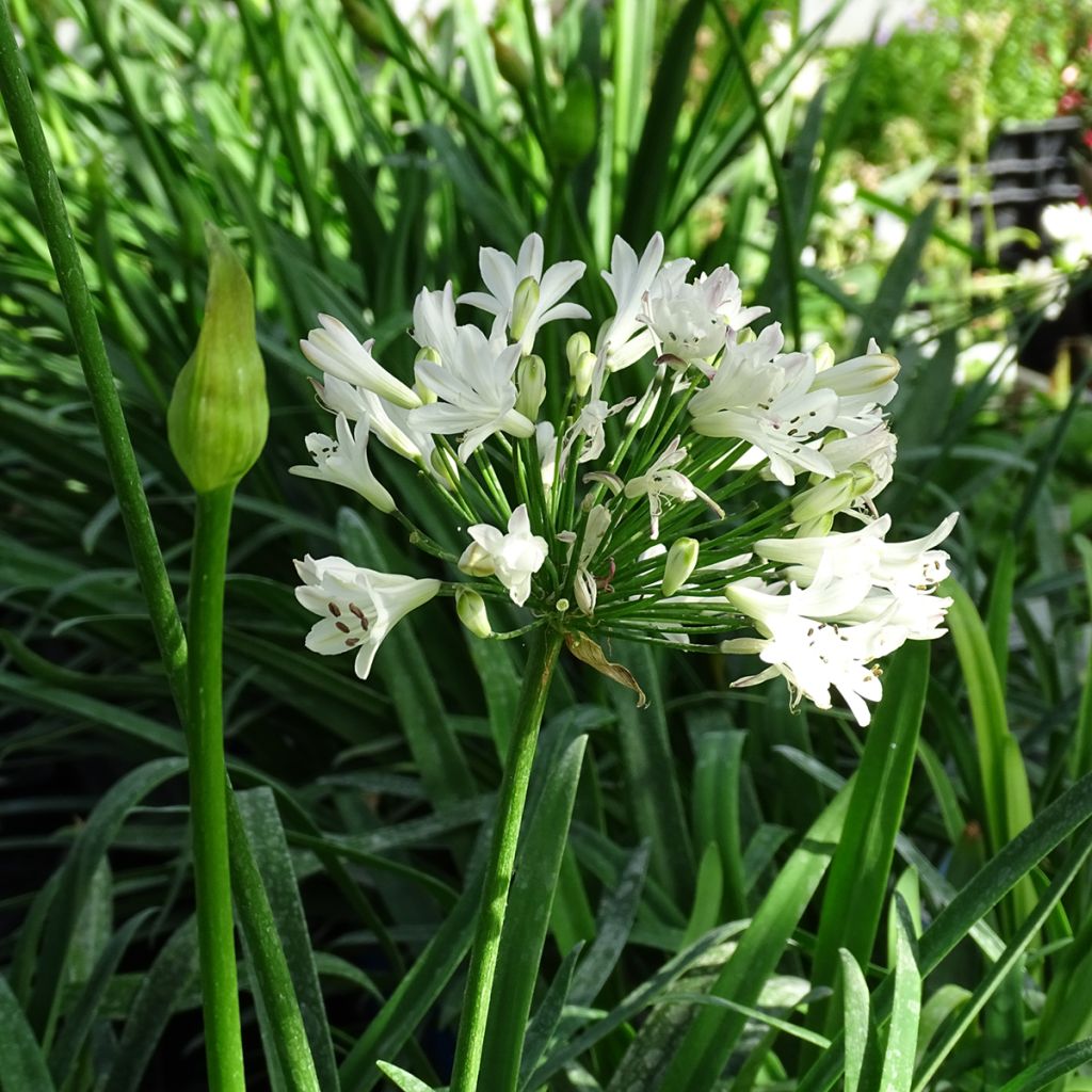 Agapanthus Graphite White