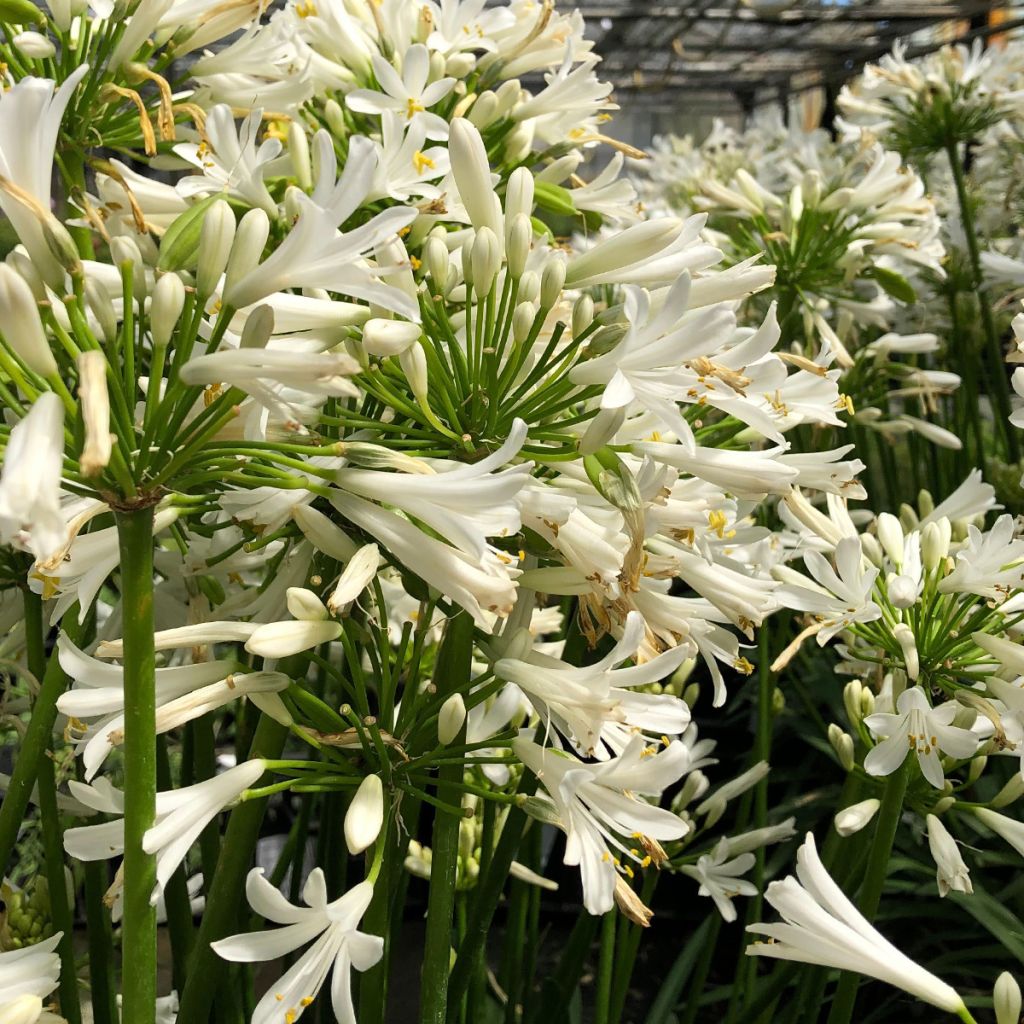 Agapanthus Pitchoune White