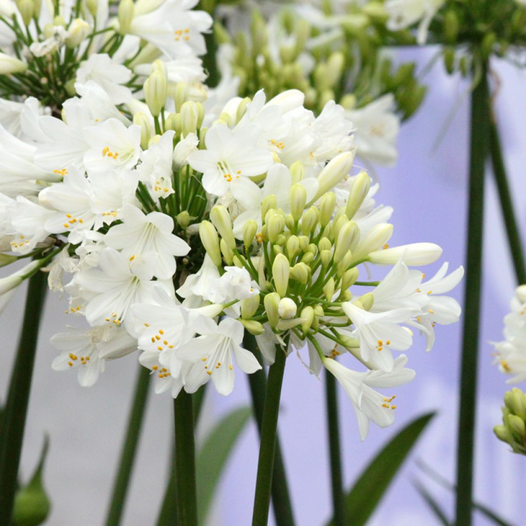 Agapanthus Ever White