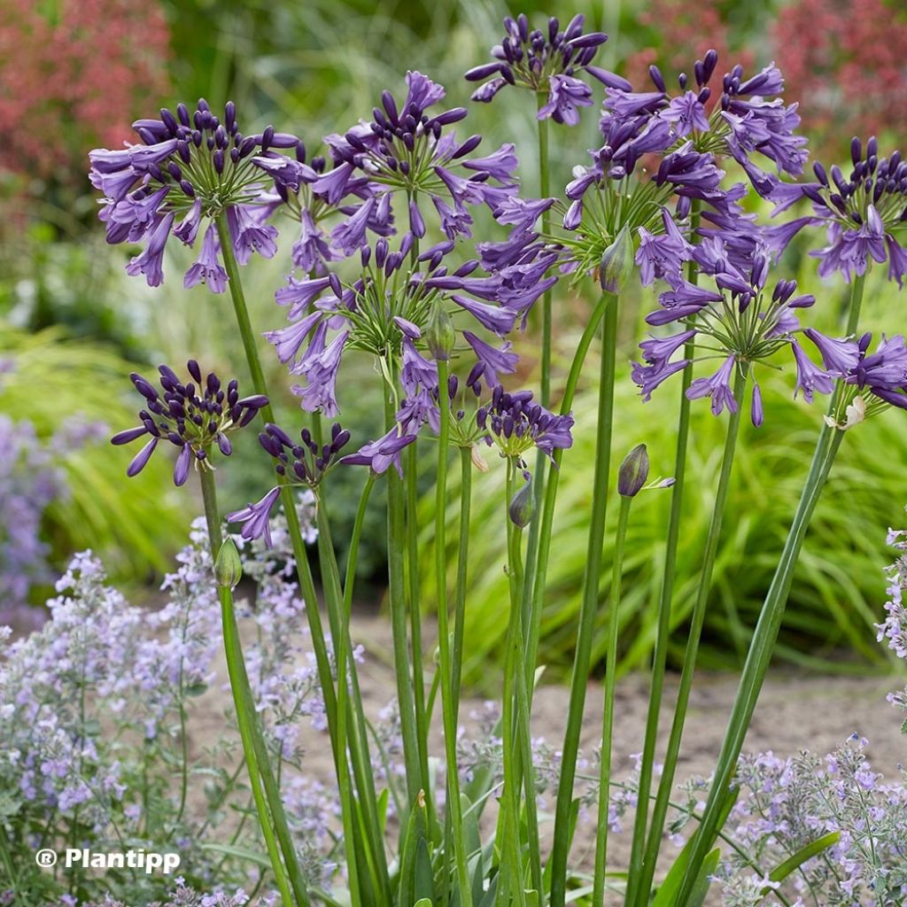 Agapanthus Poppin’ Purple