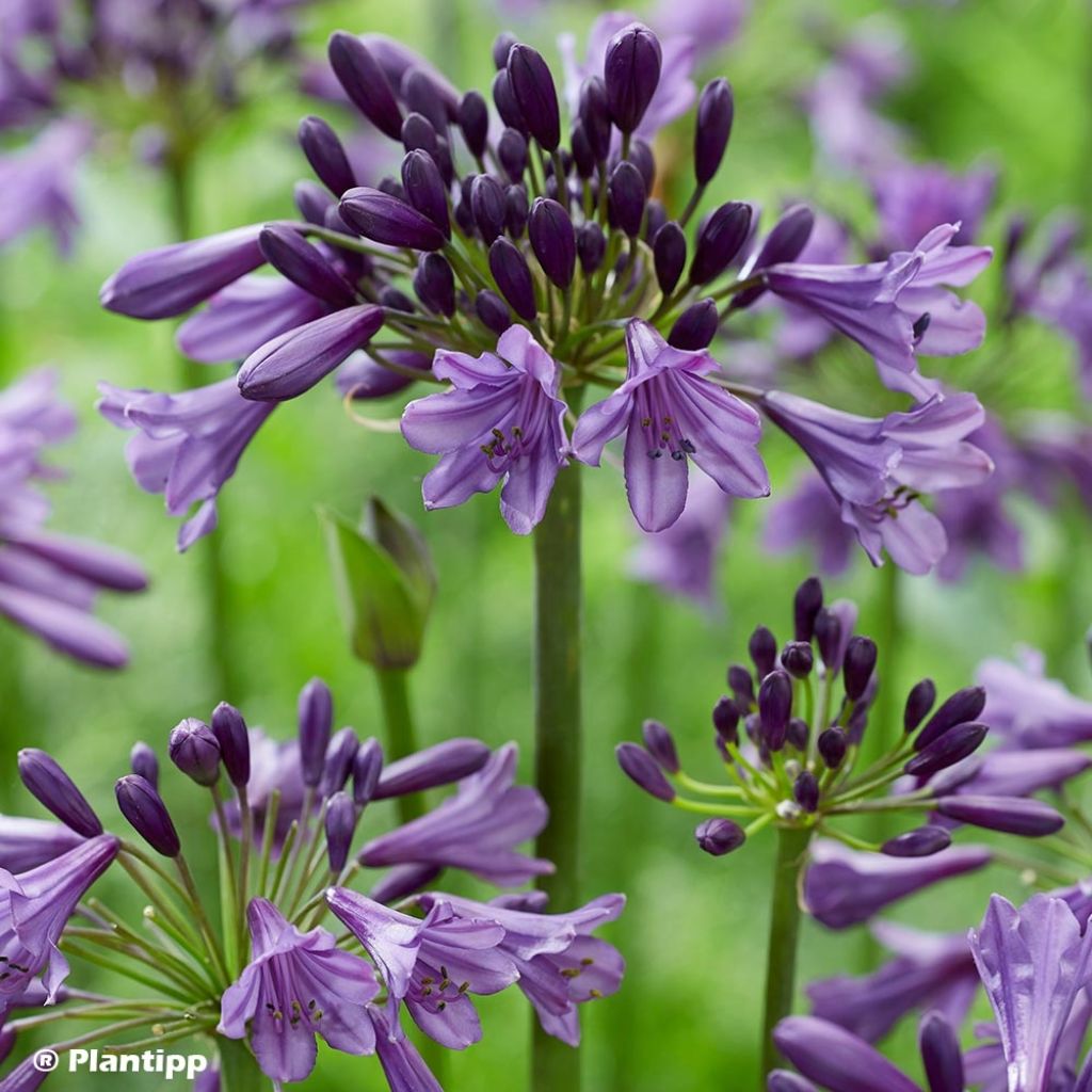 Agapanthus Poppin’ Purple