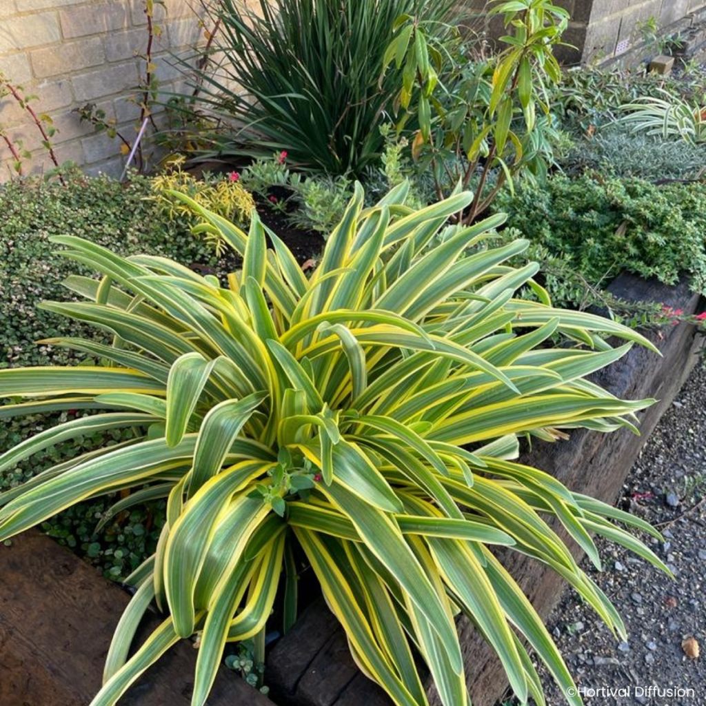 Agapanthus Zambezi