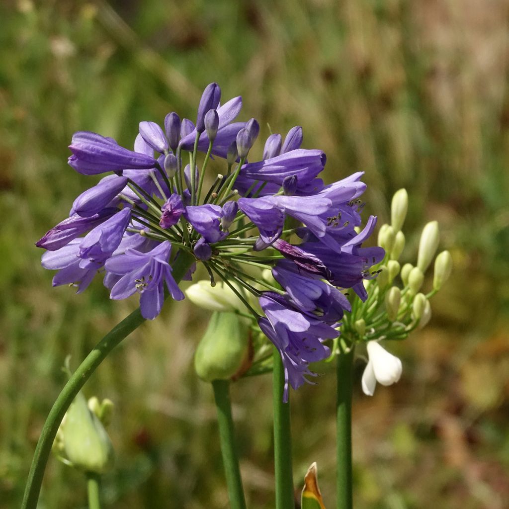 Agapanthus Three Sisters ( Everwhite, Popinpurple, Fireworks)
