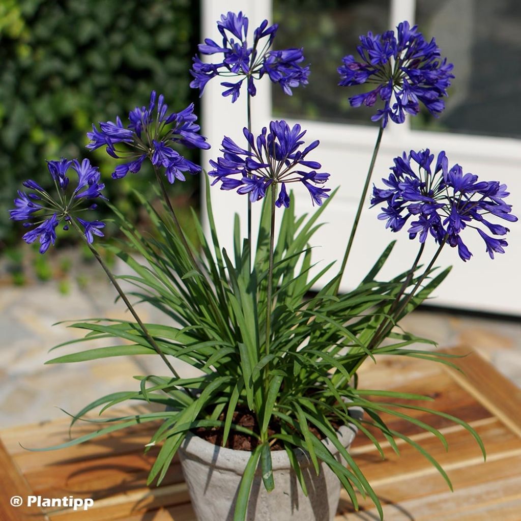 Agapanthus Brilliant Blue