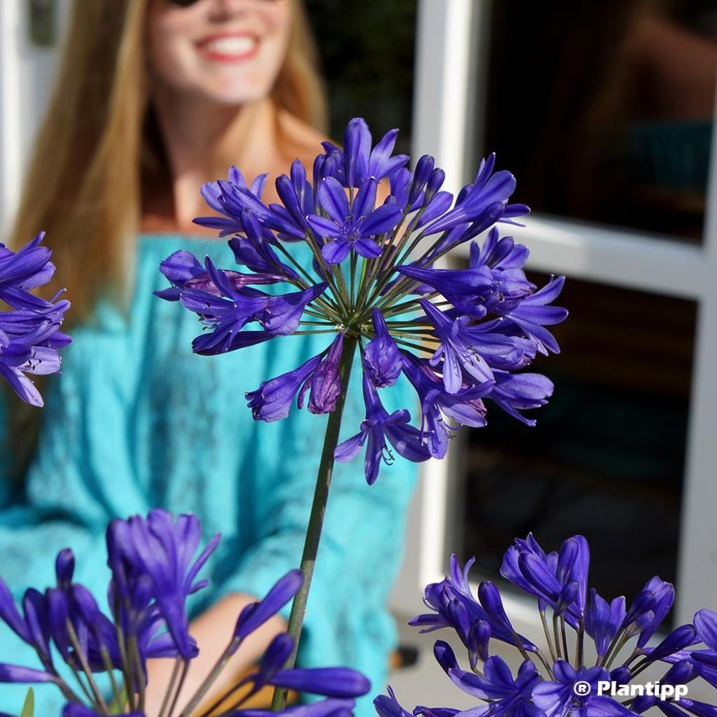 Agapanthus Brilliant Blue