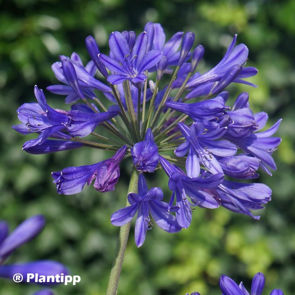 Agapanthus Brilliant Blue
