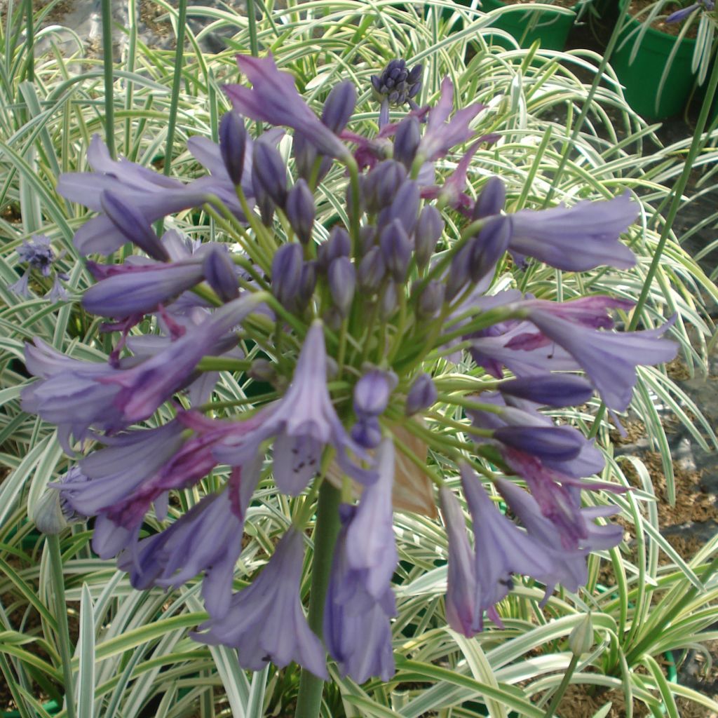 Agapanthus Silver Moon