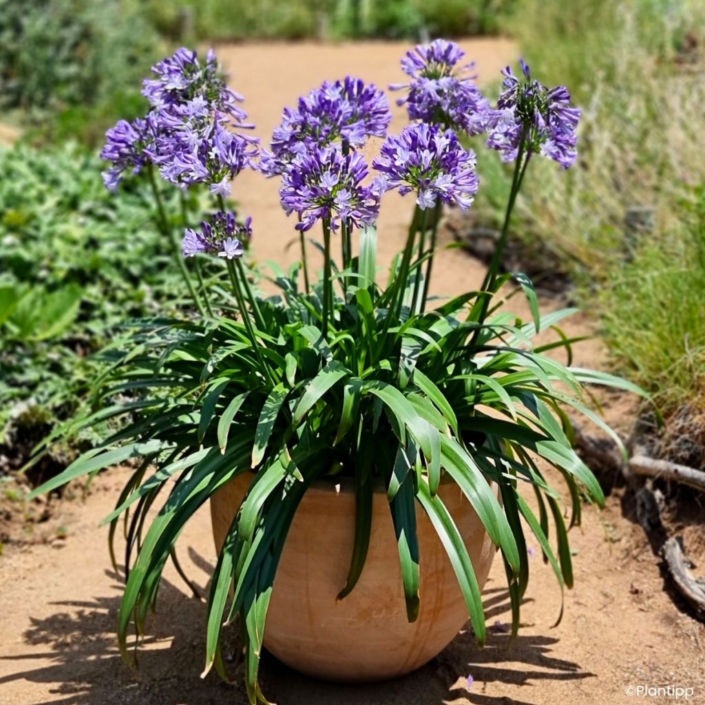 Agapanthus Midnight Moon - African lily