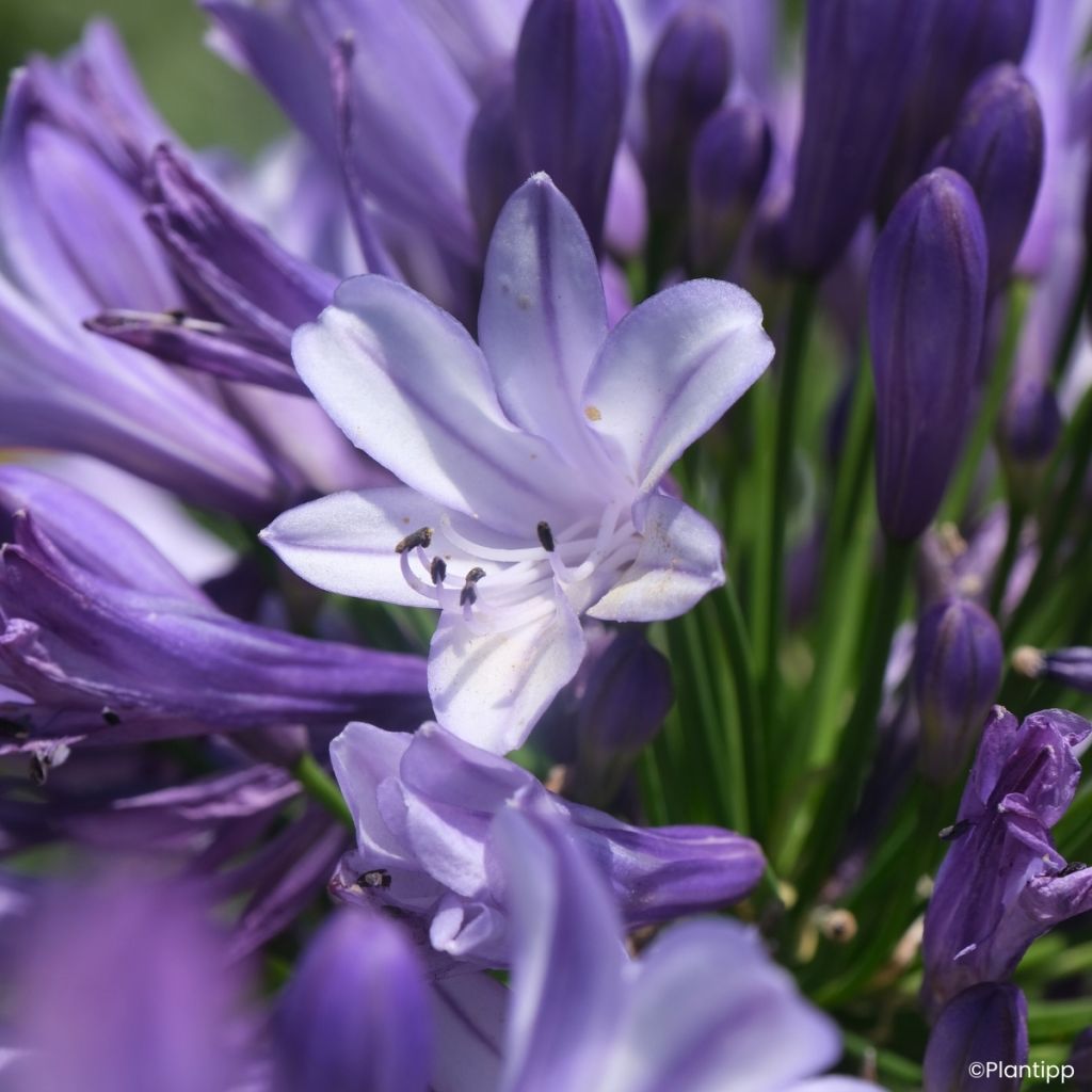 Agapanthus Midnight Moon - African lily