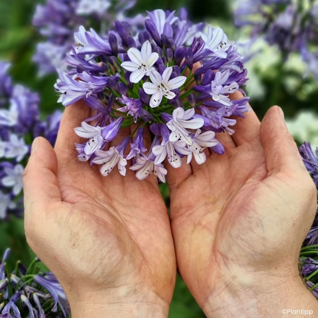 Agapanthus Midnight Moon - African lily