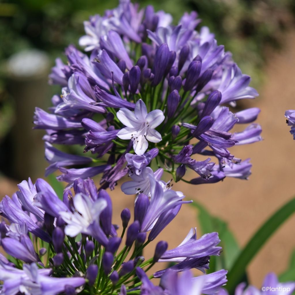 Agapanthus Midnight Moon - African lily